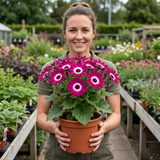 1 Senetti Magenta Bicolour Pericallis Plant, Vibrant Summer Bedding Flowers, 17cm Root-Ball