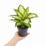 Variegated Dumb Cane Dieffenbachia Plant, Indoor Houseplant, 12cm 1 Litre Pots