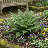 Set of 3 or 6 Soft Shield Fern Polystichum Plumosum Densum Plants, Hardy Evergreen Perennial, 1 Litre Root Ball