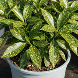 1 Aucuba Japonica Crotonifolia Gold Dust Spotted Laurel, Hardy Evergreen Shade Shrub, 7.5L Root-Ball