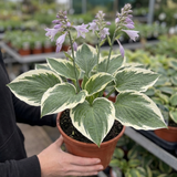 1 Large Plant - Hosta Patriot, Ready to Plant in Your Garden, 2L Pot