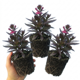 Set of 3 or 6 Lobelia Starship Bronze Leaf Upright Hardy Perennial Plants, Garden Ready, 1 Litre Root Ball