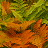 Copper Shield Fern Dryopteris Erythrosora