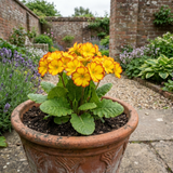 1 Primula Oakleaf Yellow Picotee Hardy Perennial Plant, Outdoor Garden Ready, 2 Litre Root Ball