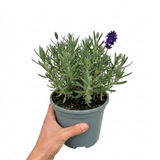 1 Large Plant - Lavender Hidcote Dark Blue, Outdoor Garden Ready, 2L Pot