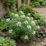 1 Large Plant - Choisya Snow Flurries, Ready to Plant in Your Garden, 3L Pot