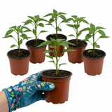Set of 3 or 6 Large Chilli Pepper Plants - Hungarian Hot Wax, Ready to Plant in Your Garden