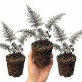 Set of 3 or 6 Japanese Painted Fern Athyrium Pewter Lace Plants, Hardy Shade Perennial, 1 Litre Root Ball