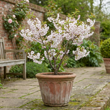 1 Prunus Kojo No Mai Flowering Hedging Plant, Low Maintenance Garden Ready, 3 Litre Root Ball