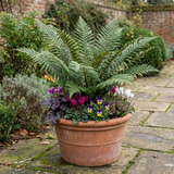 Set of 3 or 6 Dryopteris Atrata Wood Fern Plants, Hardy Evergreen Perennial Ferns for Shade, Outdoor Garden Ready, 1 Litre Root-Ball