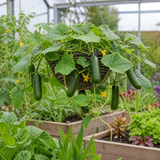 1 Cucumber Tasty Green Plant, Grow Your Own Fresh Cucumbers, Garden Ready, 2 Litre Root Ball