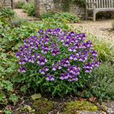 Set of 3 or 6 Large Plants - Nemesia Nuvo Purple Bicolour, Ready to Plant in Your Garden