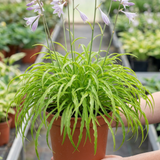 3Ltr Hosta Silly Strings, Outdoor Garden Ready, Pots
