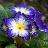 Primrose Blue Bicolour