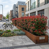 Photinia Red Robin