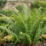 1 Large, Garden Ready Plant - Korean Rock Fern Polystichum Tsus Simense, 2L Pot