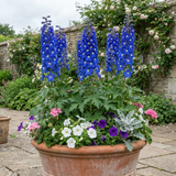 Set of 3 or 6 Delphinium Pacific Giants Blue Bird Hardy Perennial Plants, Tall Cottage Garden Flowers, Outdoor Garden Ready, 1 Litre Root-Ball