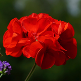 Geranium Toscana Mylena