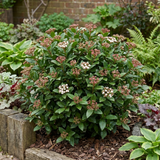 1 Viburnum Tinus Evergreen Hedge Plant, Hardy Outdoor Garden Ready, 7.5L Root Ball