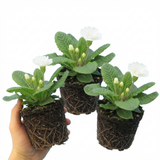 Set of 3 or 6 Primrose Queen White Hardy Perennial Plants, Spring Flowering, Outdoor Garden Ready, 1 Litre Root-Ball