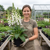 1 Digitalis Hanabee White Foxglove Plant, Hardy Bee Friendly Perennial, Summer Flowering, 2 Litre Root Ball