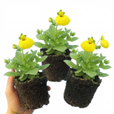 Set of 3 or 6 Garden Ready Plants – Calceolaria Calynopsis ‘Yellow’, Ready to Plant