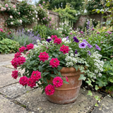 Set of 3 or 6 Verbena Trailing Magelana Hot Rose Plants, Summer Bedding Garden Ready, 10.5cm Root-Ball