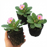 Set of 3 or 6 Large Plants - Primrose Strawberry, Ready to Plant in Your Garden, Peat Free