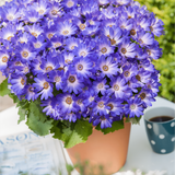 1 Large Bedding Plant - Senetti Magic Blue, Outdoor Garden Ready, 2L Pot