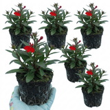 Set of 3 or 6 Lobelia Starship Scarlet Upright Hardy Perennial Plants, Summer Bedding, Garden Ready, 1 Litre Root Ball