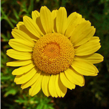 Set of 3 or 6 Large Plants - Argyranthemum Madeira Yellow, Outdoor Garden Ready
