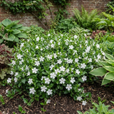 1 Vinca Minor Gertrude Jekyll Plant, Hardy Evergreen Periwinkle Ground Cover, 17cm Root-Ball