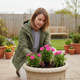 1 Large Plant - Dianthus Pink Celebration, Ready to Plant in Your Garden, 2L Pot