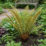 Set of 3 or 6 Dryopteris affinis Montana Male Fern Hardy Evergreen Perennial Plants, Shade Loving Garden Plant, 1L Root Ball