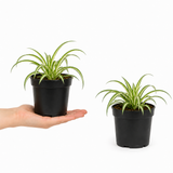 Variegated Spider Plant 1 Litre, Easy Care Houseplant Air Purifying Indoor Variegated Chlorophytum, 12cm Pots