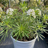 1 Choisya Greenfingers Shrub, Hardy Evergreen Mexican Orange Blossom Plant, 19cm 3L Root-Ball