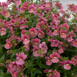1 Large Plant - Nemesia Nuvo Rose Improved, Outdoor Garden Ready, 2L Pot