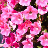 Set of 3 or 6 Large Plants - Petunia Dekko Rose Star, Outdoor Garden Ready