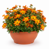 1 Bidens Taka Tuka Red Yellow Brush Trailing Plant, Bee Friendly Outdoor Summer Flowering, 21cm Root-ball