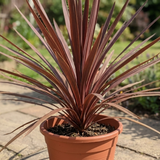 Cordyline Red Star