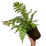Blechnum Volcano