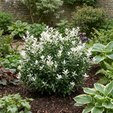 1 Euonymus Japonicus Paloma Blanca Plant, Hardy Evergreen Shrub for Garden, 7.5 Litre Root-Ball