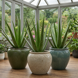 Aloe Vera Plant, Indoor Succulent, Easy Care Houseplant, 12cm 1 Litre Pots