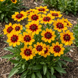 Set of 3 or 6 Coreopsis Sunfire Hardy Perennial Plants, Garden Ready, Bee Friendly, Summer Flowering, 1 Litre Root Ball