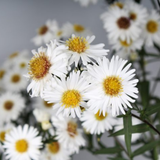 Aster Alpha White
