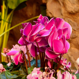 Cyclamen Bicolour Pink Flame