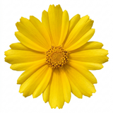 1 Coreopsis Solar Moon Perennial Plant, Hardy Yellow Tickseed Flower, 3 Litre Root Ball
