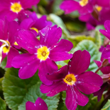 Primrose Purple