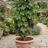 1 Grape Vitis Attiki Black Grapevine Plant, Hardy Outdoor Garden Ready, 3 Litre Root Ball