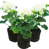Geranium Toscana Erika